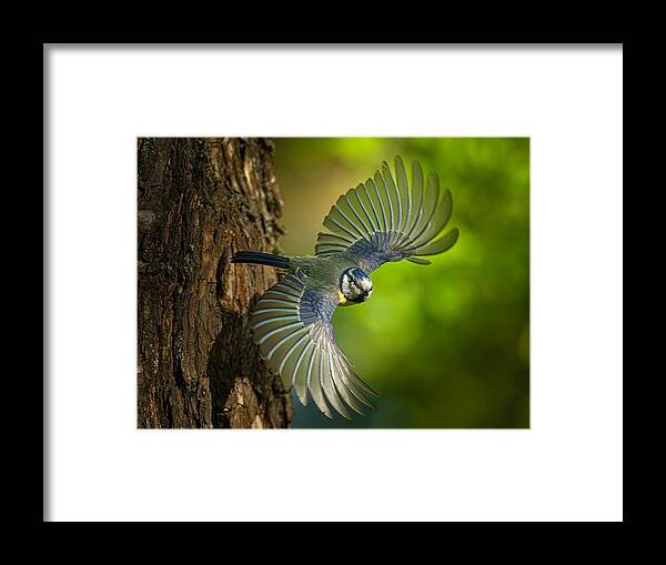 Nature Framed Print featuring the photograph S Flight by Oles Paritskiy