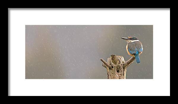 Sacred Framed Print featuring the photograph Sacred Kingfisher 42 by Kurien Yohannan