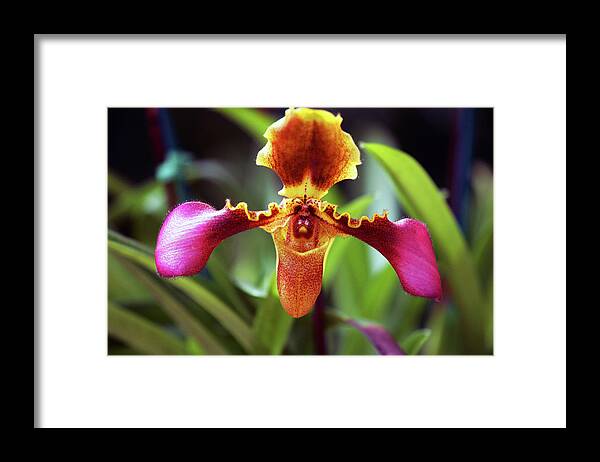 Orchid Framed Print featuring the photograph Sad Orchid by Anthony Jones