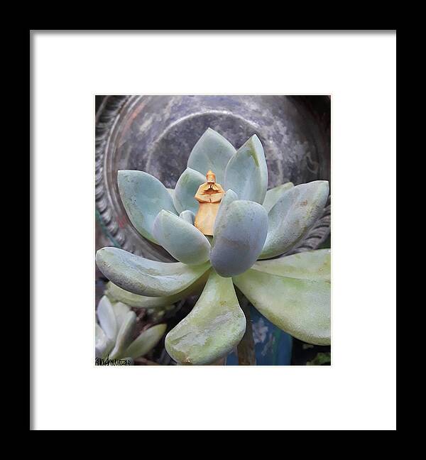 Dudleya Framed Print featuring the photograph Sage in a Succulent by Ismael Cavazos