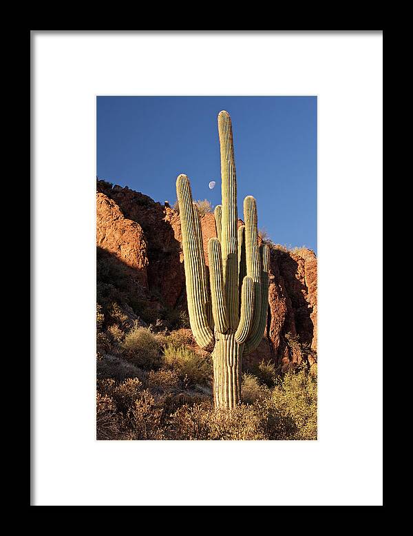 Saguaro Cactus Framed Print featuring the photograph Saguaro Cacti In The Desert by Imaginegolf