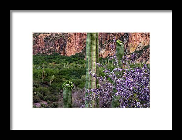Saguaro Cactus Blooms Framed Print featuring the photograph Saguaro Cactus Blooms and Ironwood close up by Dave Dilli