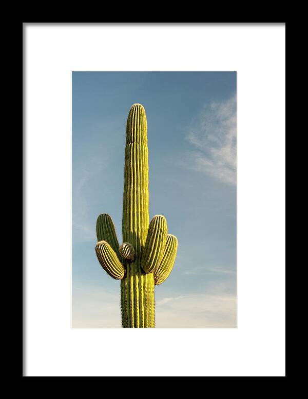 Saguaro Cactus Framed Print featuring the photograph Saguaro Cactus by Brian Stablyk