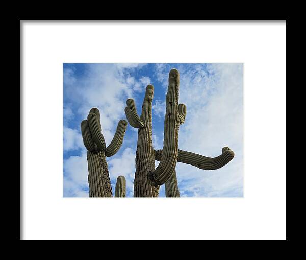 Arizona Framed Print featuring the photograph Saguaro Clique by Judy Kennedy