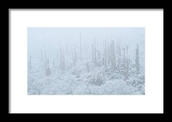 Landscape Framed Print featuring the photograph Saguaro Forest Blizzard by James Covello
