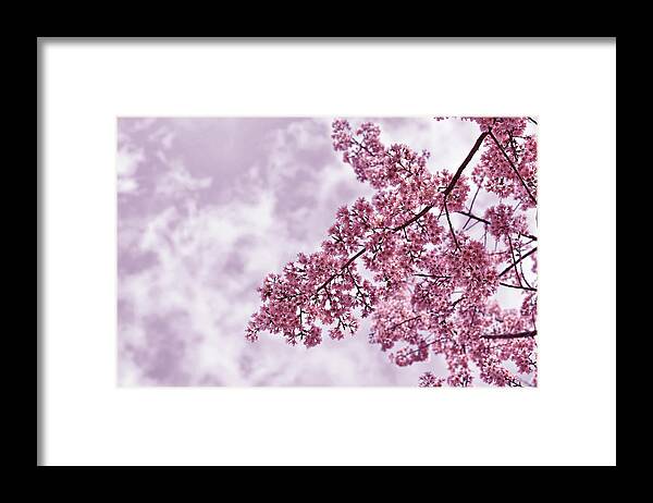 Thai Culture Framed Print featuring the photograph Sakura by Ampamuka