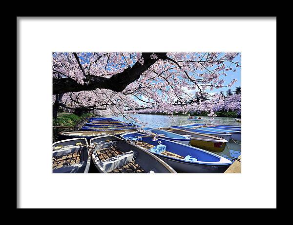 Aomori Prefecture Framed Print featuring the photograph Sakura Boats Hirosaki Japan by Photo By Glenn Waters In Japan