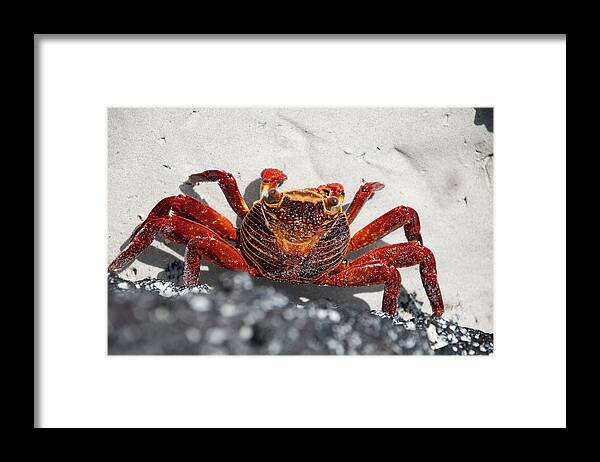 Animal Themes Framed Print featuring the photograph Sally Lightfoot Crab by Sascha Grabow