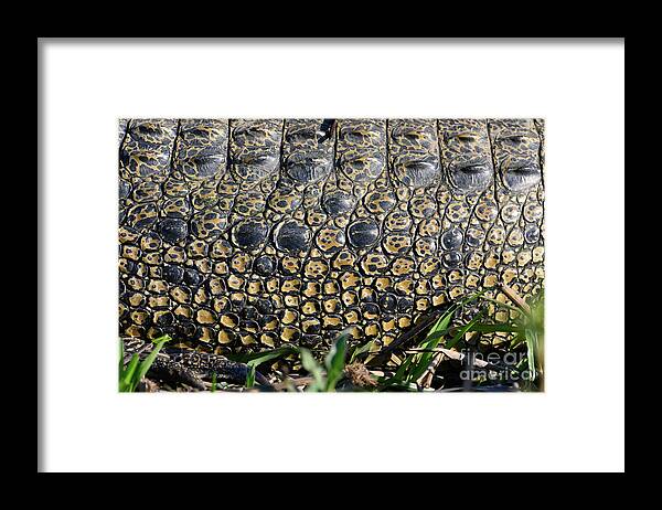 Amphibian Framed Print featuring the photograph Saltwater Crocodile Skin by Dr P. Marazzi/science Photo Library