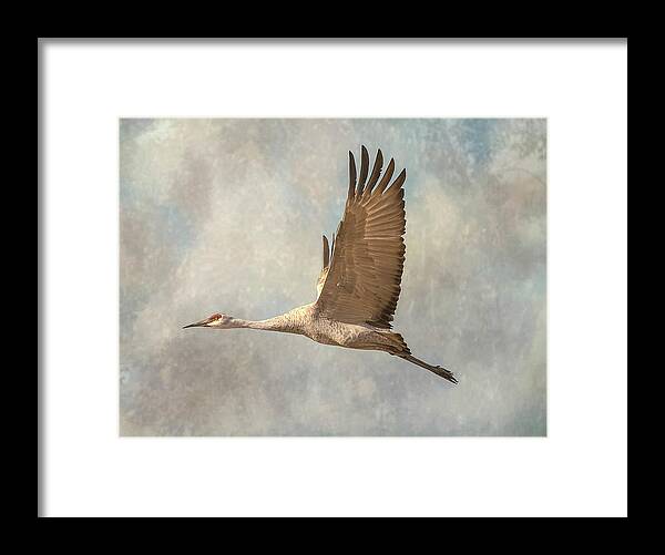 Bird Framed Print featuring the photograph Sand Hill Crane by Peggy Blackwell