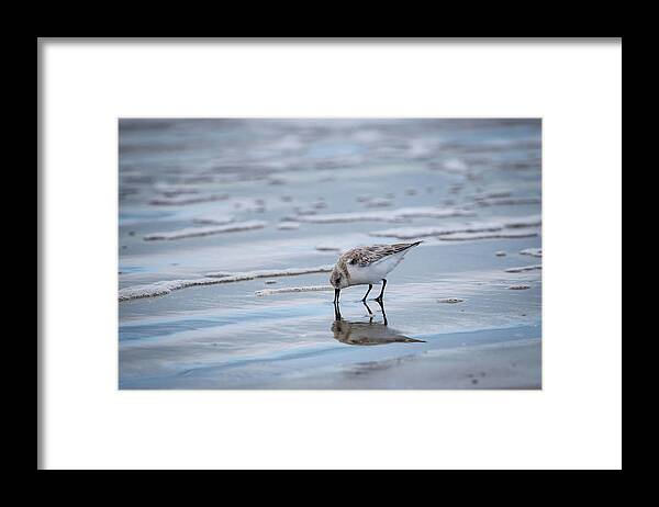 Bird Framed Print featuring the photograph Sanderling Foraging by Jeff Phillippi