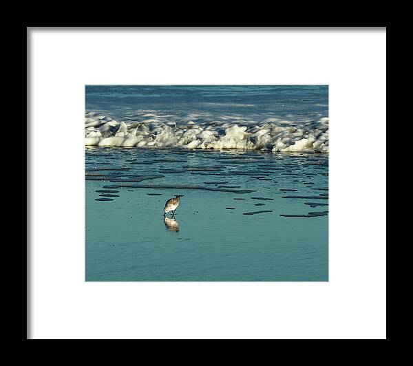 Sandpiper Framed Print featuring the photograph Sanderlings at Assateague Island National Seashore II by William Dickman