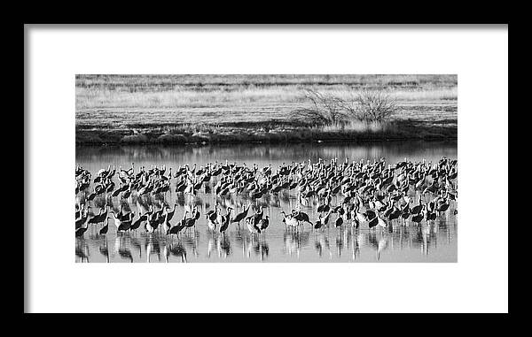 Richard E. Porter Framed Print featuring the photograph Sandhill Cranes #4754, Muleshoe Wildlife Refuge, Texas by Richard Porter