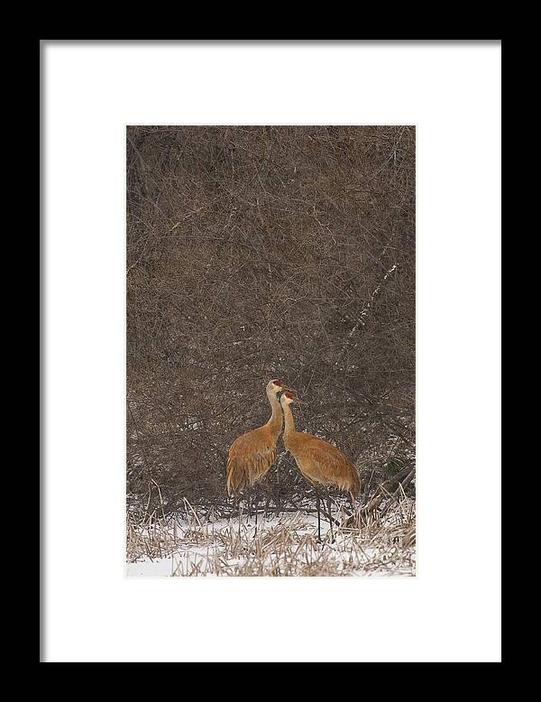 April Framed Print featuring the photograph Sandhill Cranes in snow woodland by Mark Graf