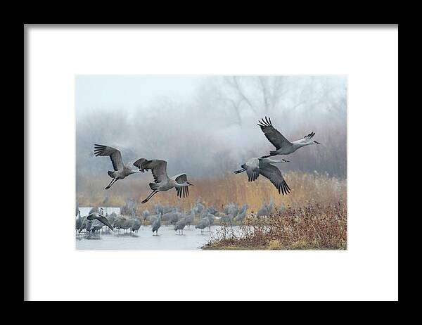 Dawn Framed Print featuring the photograph Sandhill Cranes Take Flight by Diana Robinson Photography