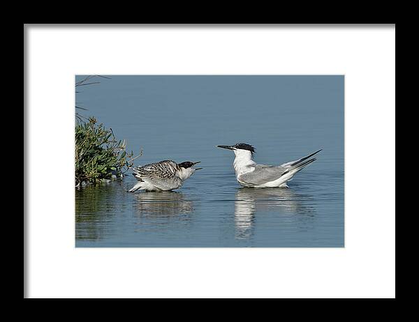 Animal Framed Print featuring the photograph Sandwich Tern Noirmoutier Island, Vendee, France, June. by Loic Poidevin / Naturepl.com