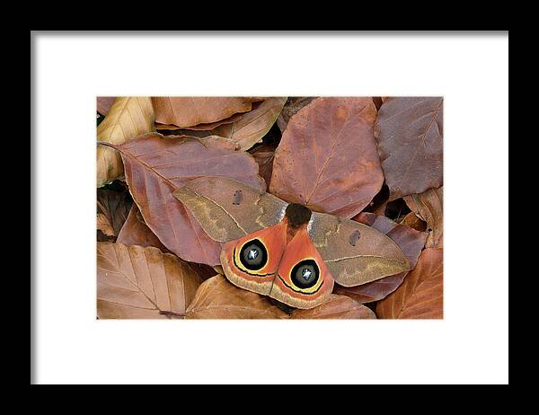 Animal Framed Print featuring the photograph Saturniid Moth Camouflaged In Leaf Litter by Robert Thompson / Naturepl.com