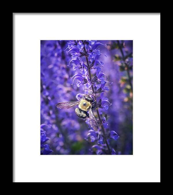 Bumblebee Framed Print featuring the photograph Save the Bees by Shannon Kelly