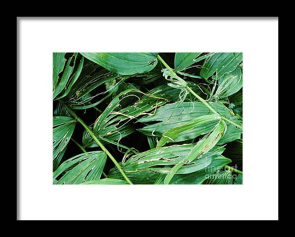 Biological Framed Print featuring the photograph Sawfly Damage by Malcolm Richards/science Photo Library