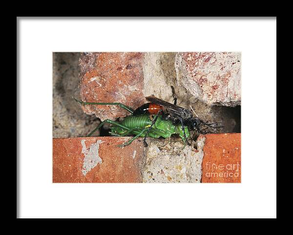 Sawfly Framed Print featuring the photograph Sawfly Feeding by Astrid & Hanns-frieder Michler/science Photo Library