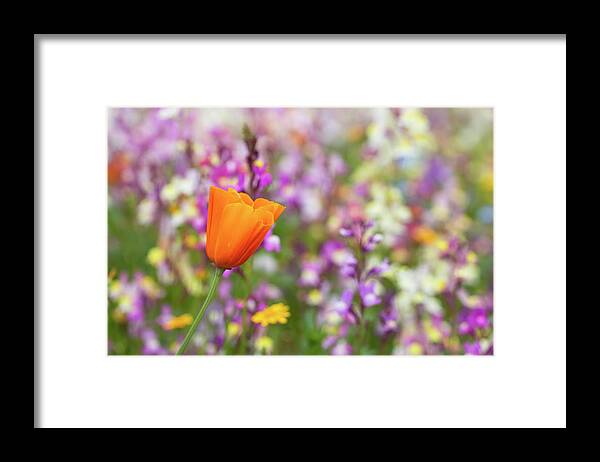 Poppy Framed Print featuring the photograph Say it's Spring by Vanessa Thomas