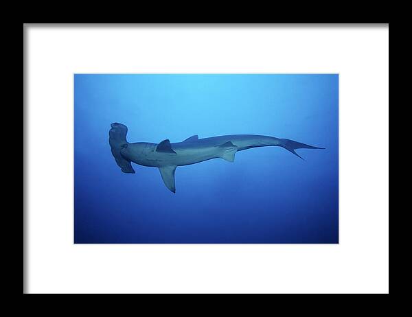 Underwater Framed Print featuring the photograph Scalloped Hammerhead Shark,sphyrna by Gerard Soury
