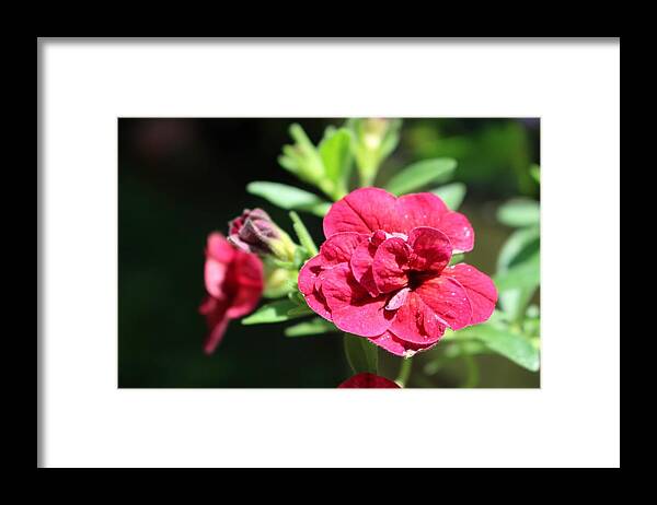 Geranium Framed Print featuring the photograph Scarlet Geranium in Cape May by Christopher Lotito