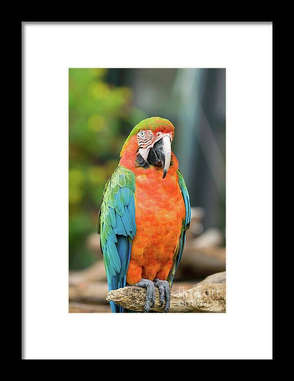 Scarlet Macaw Framed Print featuring the photograph Scarlet Macaw Parrot by Microgen Images/science Photo Library