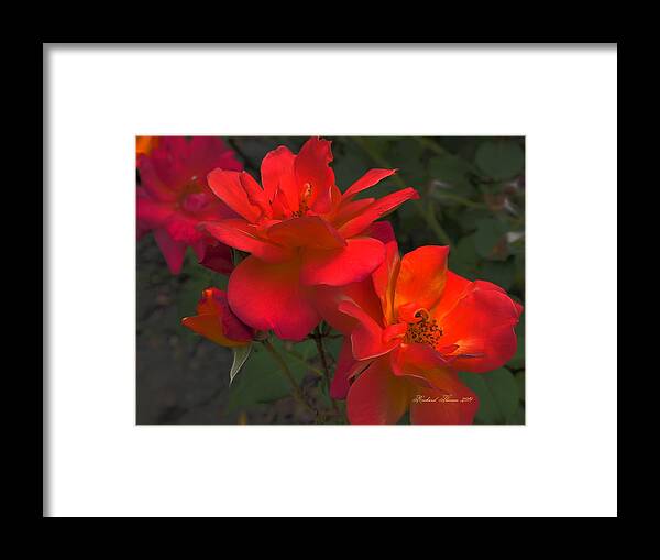 Botanical Framed Print featuring the photograph Scarlet Roses by Richard Thomas