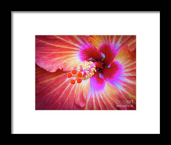 Hibiscus Framed Print featuring the photograph Scentual Immersion by Becqi Sherman