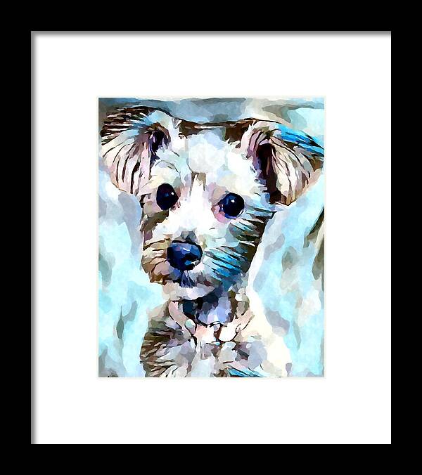 Dog Framed Print featuring the painting Schnoodle 3 by Chris Butler