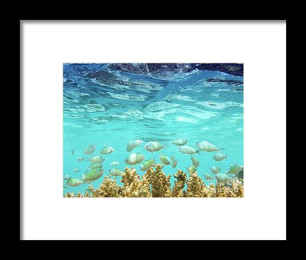 Coral Reef Framed Print featuring the photograph School in the Blue Lagoon by Becqi Sherman