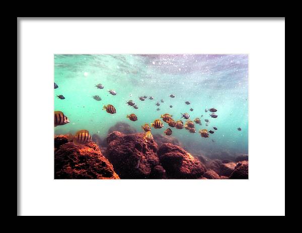 Fish Framed Print featuring the photograph School of Convict Tang Fish by Christopher Johnson
