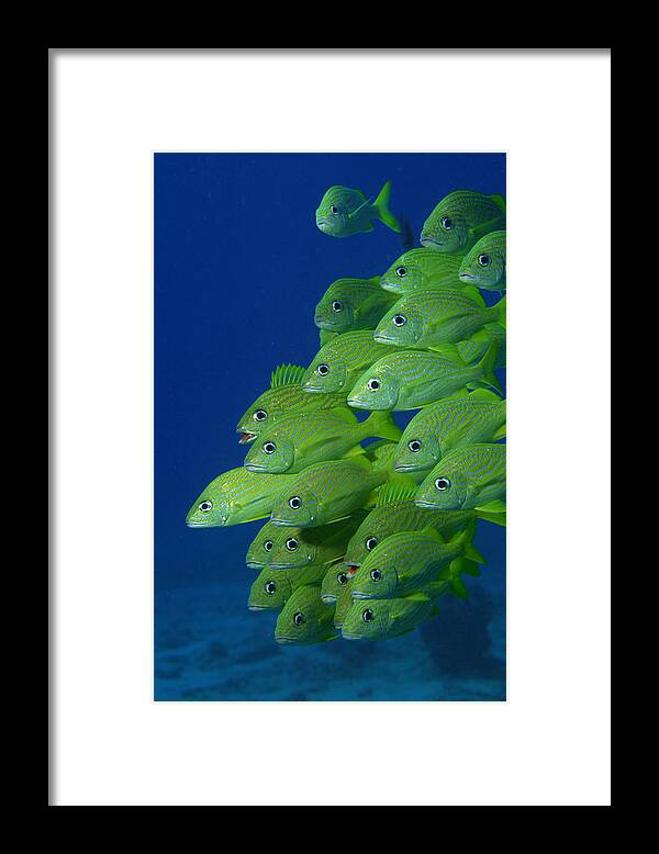 Underwater Framed Print featuring the photograph School Of French Bluestriped And by Comstock