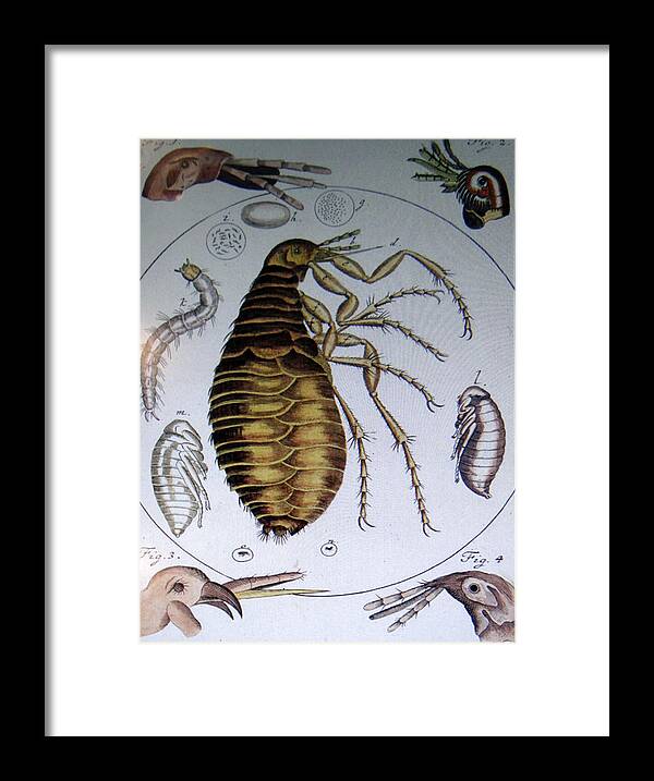 18th Framed Print featuring the photograph Scientific drawing of a flea by Steve Estvanik
