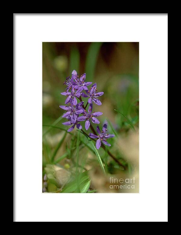 Nature Framed Print featuring the photograph Scilla Bifolia by Helmut Partsch/science Photo Library