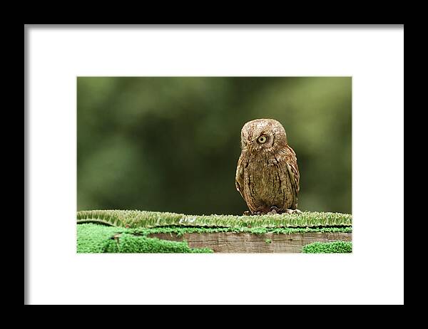 Artificial Framed Print featuring the photograph Scops Oowl by João Pedro Neves
