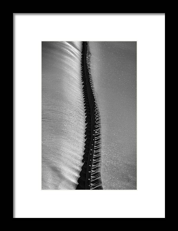 Sand Framed Print featuring the photograph Scorpio Rising by Paulo Abrantes