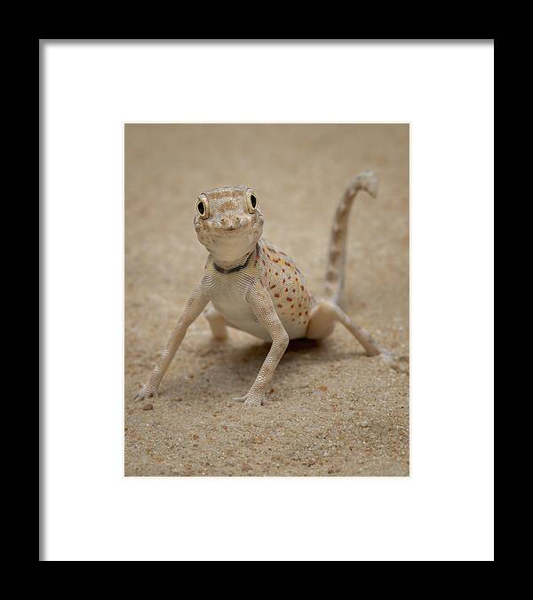 Animal Framed Print featuring the photograph Scorpion Tailed Gecko by Tantoyensen