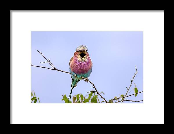 Lilac Framed Print featuring the photograph Screaming Roller by Husain Alfraid