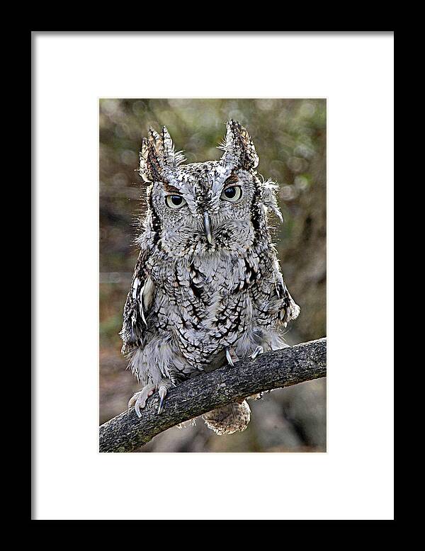 Birds Framed Print featuring the photograph Screech Owl by Minnie Gallman