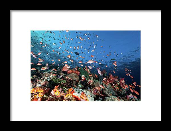 Underwater Framed Print featuring the photograph Sea Goldies , Underwater Mountain Batu by Ifish