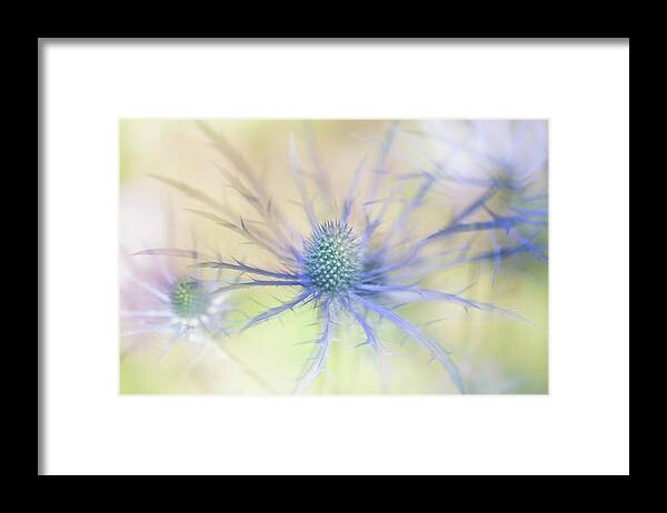 Sea Holly Framed Print featuring the photograph Sea Holly Dance by Anita Nicholson