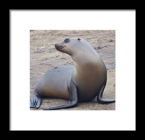 Sea Lion Framed Print featuring the photograph Sea Lion on a Rocky Outcrop by L Bosco