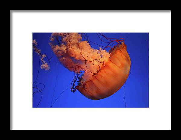 Underwater Framed Print featuring the photograph Sea Nettle Jellyfish by Harvey Tsoi