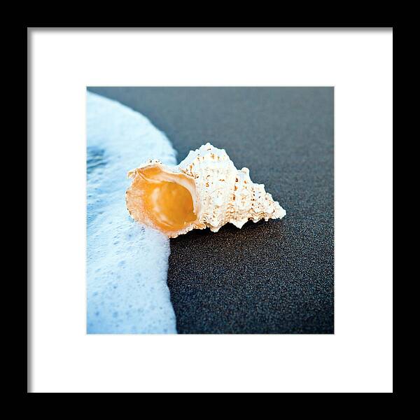 Water's Edge Framed Print featuring the photograph Sea Shell On The Sand by Caracterdesign
