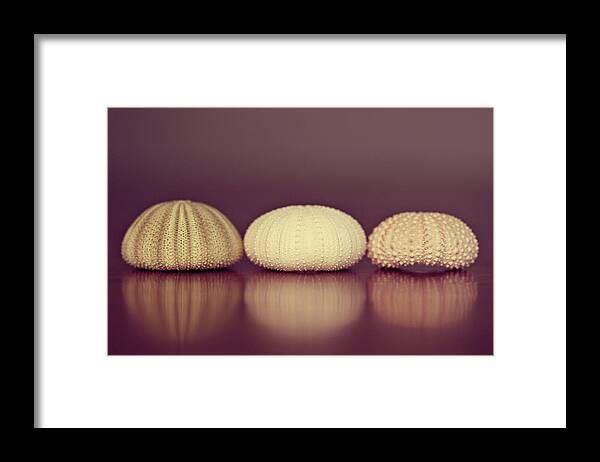 Sea Urchin Framed Print featuring the photograph Sea Urchin Shell by Amelia Kay Photography