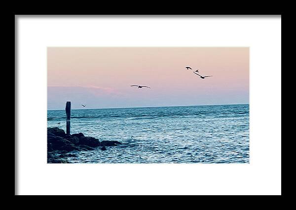 Birds Framed Print featuring the photograph Seabirds Feeding at Sunset in Captiva Island Florida off the Jetty by Shelly Tschupp