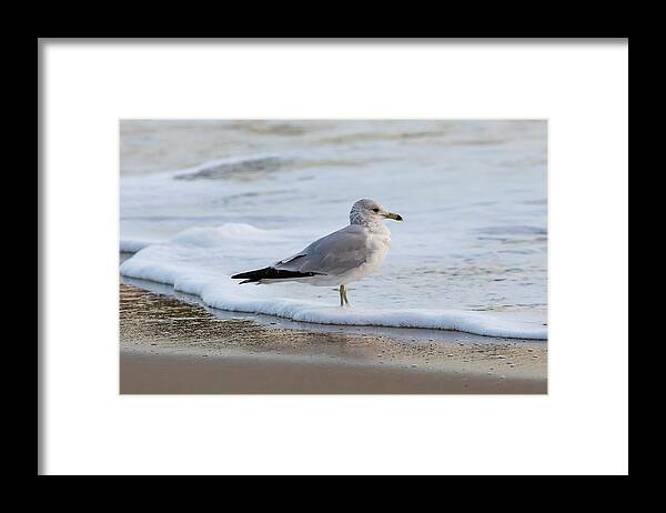 Surf Framed Print featuring the photograph Seafoam by Donna Twiford