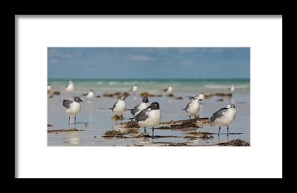 Seagull Framed Print featuring the photograph Seagull at Holbox, Mexico by Julieta Belmont